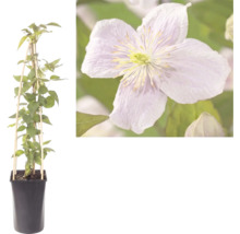 Klematis i kruka med växtstöd av trä och närbild på blomman.