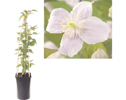 Klematis i kruka med växtstöd av trä och närbild på blomman.