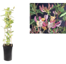 Klättrande kaprifol Lonicera i svart kruka med klätterstöd och närbild på rosa-gula blommor.