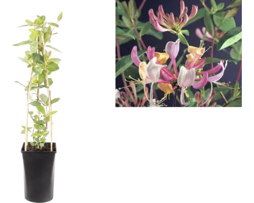 Klättrande kaprifol Lonicera i svart kruka med klätterstöd och närbild på rosa-gula blommor.