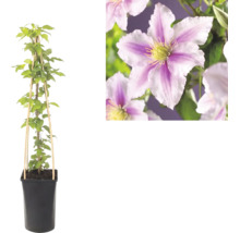 Klematis i kruka med klätterstöd av bambu och närbild på rosa-vitrandiga blommor.