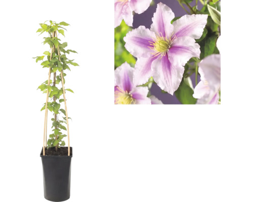 Klematis i kruka med klätterstöd av bambu och närbild på rosa-vitrandiga blommor.