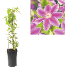 Klematis i svart kruka med klätterstöd av bambu och närbild på en lila blomma.