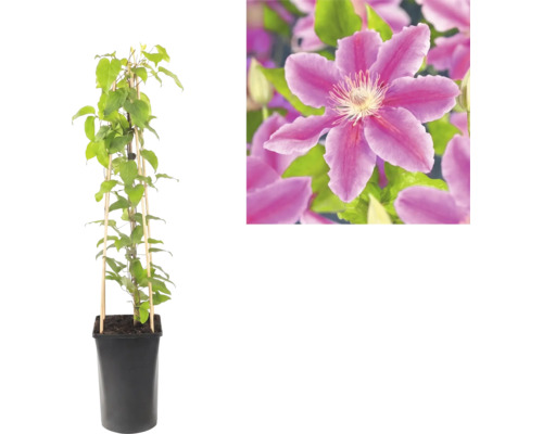 Klematis i svart kruka med klätterstöd av bambu och närbild på en lila blomma.