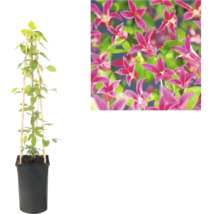 Klematis i svart kruka med bambustöd och detaljvy av de rosa blommorna.