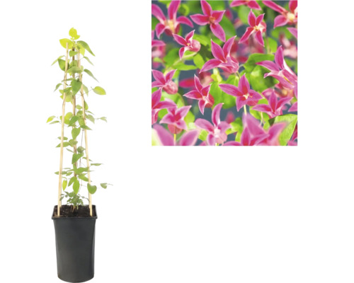 Klematis i svart kruka med bambustöd och detaljvy av de rosa blommorna.