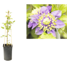 Klematis klätterväxt i svart kruka med bambuspalié och närbild av en lila blomma med gulgrönt centrum.
