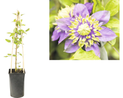 Klematis klätterväxt i svart kruka med bambuspalié och närbild av en lila blomma med gulgrönt centrum.