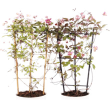 Två blommande klematisplantor i krukor med spaljéer av bambu och plast.