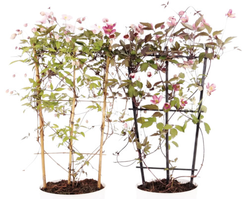 Två blommande klematisplantor i krukor med spaljéer av bambu och plast.