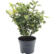Japansk benved Euonymus japonicus i plastkruka med gulgröna mönstrade blad.