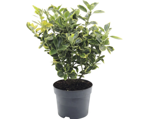 Japansk benved Euonymus japonicus i plastkruka med gulgröna mönstrade blad.