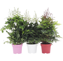 Tre astilbe i krukor, trädgårdsväxter med grönt bladverk och höga, fjäderlika blomvippor.