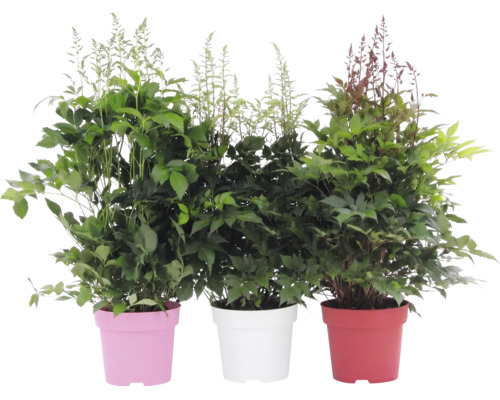 Tre astilbe i krukor, trädgårdsväxter med grönt bladverk och höga, fjäderlika blomvippor.