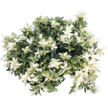 Japansk benved Euonymus japonicus med brokiga blad.