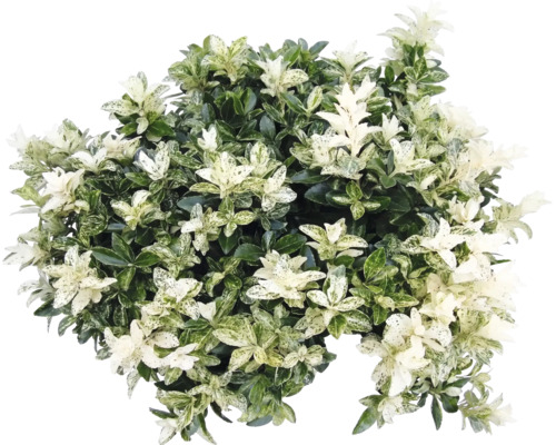 Japansk benved Euonymus japonicus med brokiga blad.