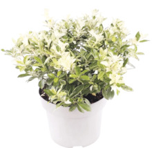 Pittosporum tenuifolium med vit-grönbrokiga blad i en vit kruka.