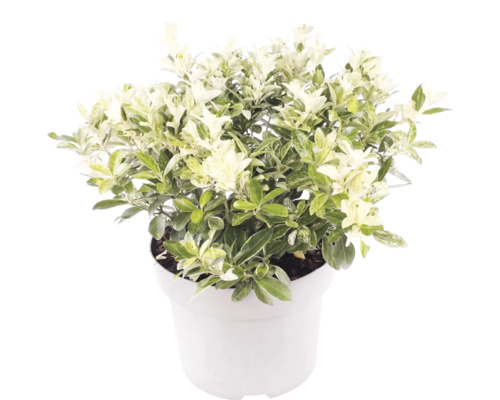 Pittosporum tenuifolium med vit-grönbrokiga blad i en vit kruka.