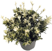 Japansk benved Euonymus japonicus i grå kruka med gröna blad och vita skott.