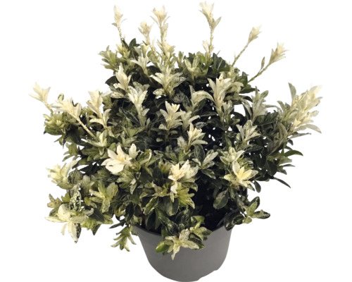 Japansk benved Euonymus japonicus i grå kruka med gröna blad och vita skott.