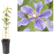 Klematis klätterväxt i kruka med bambustöd och närbild på en lila blomma.