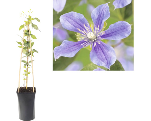 Klematis klätterväxt i kruka med bambustöd och närbild på en lila blomma.