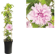 Clematis klematis med fyllda rosa blommor i svart kruka med klätterstöd av trä och detaljvy av blomman.