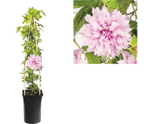 Clematis klematis med fyllda rosa blommor i svart kruka med klätterstöd av trä och detaljvy av blomman.