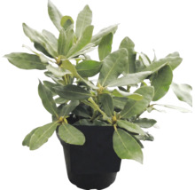 Rododendronväxt i en svart plastkruka med gröna blad och knoppar.