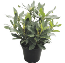 Städsegrön rhododendron med blomknoppar i en svart plastkruka.