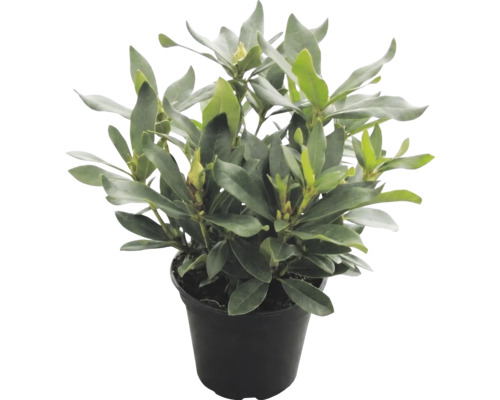 Städsegrön rhododendron med blomknoppar i en svart plastkruka.
