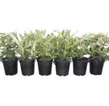 Sex unga rhododendronplantor i svarta plastkrukor på rad.