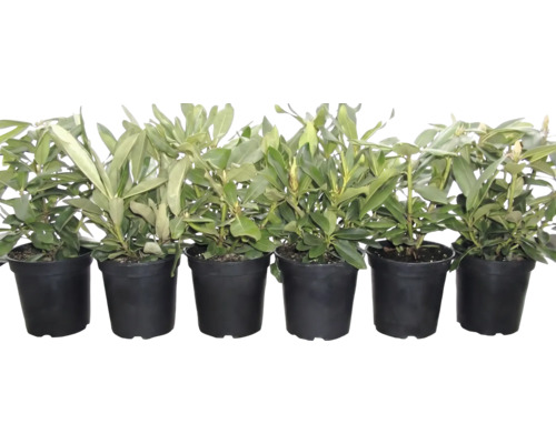 Sex unga rhododendronplantor i svarta plastkrukor på rad.