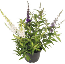 Syrenbuddleja Buddleja davidii med blommor i tre olika färger i en svart plastkruka.