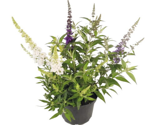Syrenbuddleja Buddleja davidii med blommor i tre olika färger i en svart plastkruka.