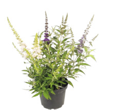 Syrenbuddleja Buddleja davidii med olikfärgade blommor i en svart kruka.