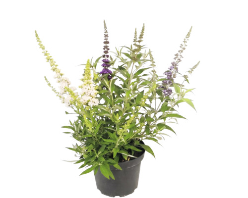 Syrenbuddleja Buddleja davidii med olikfärgade blommor i en svart kruka.