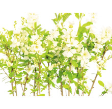 Pärlbuske med vita blommor och gröna blad