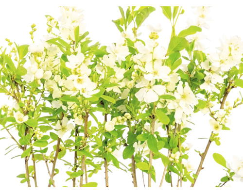 Pärlbuske med vita blommor och gröna blad