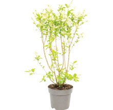 Blommande buske med vita blommor och gröna blad i en grå plastkruka.