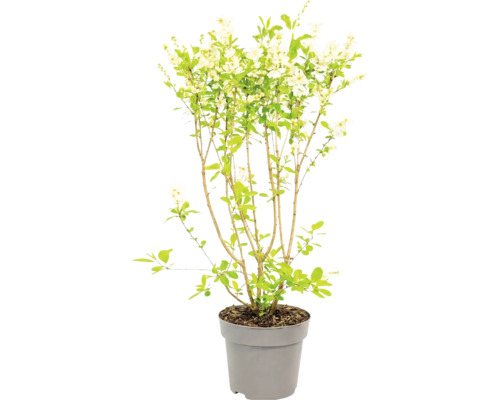 Blommande buske med vita blommor och gröna blad i en grå plastkruka.