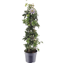 Passionsblomma Passiflora i kruka med klätterstöd av bambu, gröna blad och karakteristiska blommor.