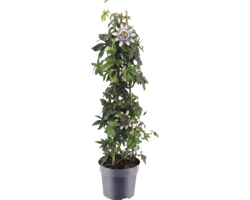 Passionsblomma Passiflora i kruka med klätterstöd av bambu, gröna blad och karakteristiska blommor.