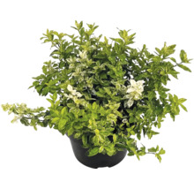 Klätterbenved Euonymus fortunei i svart kruka med brokiga blad.