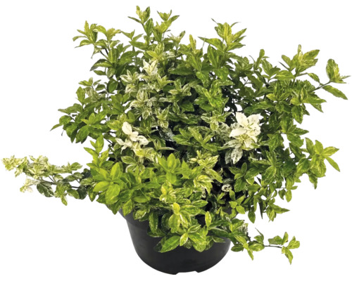Klätterbenved Euonymus fortunei i svart kruka med brokiga blad.