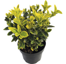 Klätterbenved Euonymus fortunei Emerald Gold med gul-gröna blad i en svart kruka.