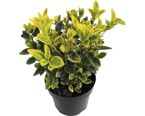 Klätterbenved Euonymus fortunei Emerald Gold med gul-gröna blad i en svart kruka.