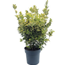 Klätterbenved Euonymus fortunei i kruka, vintergrön, brokbladig.