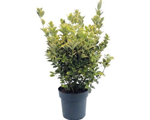 Klätterbenved Euonymus fortunei i kruka, vintergrön, brokbladig.