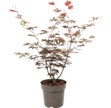 Japansk lönn Acer palmatum i odlingskruka för trädgården.